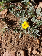Viola douglasii