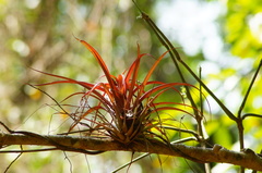 Tillandsia capitata