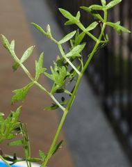 Cnidium silaifolium