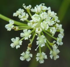 Cnidium silaifolium