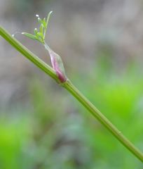 Cnidium silaifolium