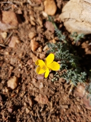 Viola douglasii