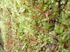 Rhynchostegium murale