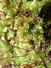 Rhynchostegium murale