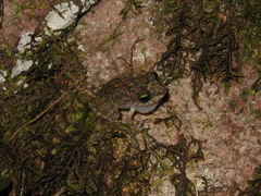 Pristimantis rupicola