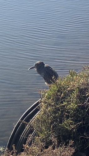 iNaturalist observation photo of Yellow-crowned Night Heron