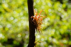 Tillandsia capitata