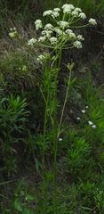 Cnidium silaifolium