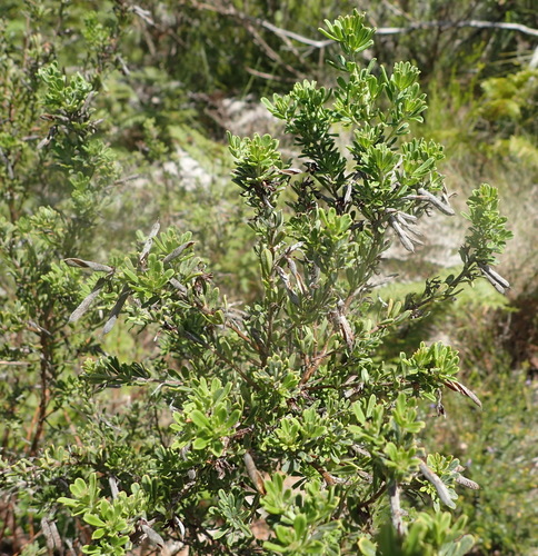 Image of Indigofera flabellata by (c) Nicola van Berkel, some rights reserved (CC BY-SA)