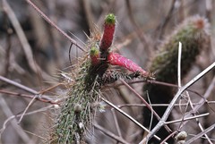 Cleistocactus smaragdiflorus