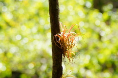 Tillandsia capitata