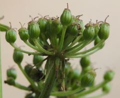 Cnidium silaifolium
