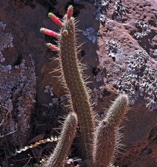 Cleistocactus smaragdiflorus