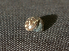 Agathistoma fasciatum
