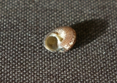 Agathistoma fasciatum