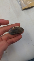 Alasmidonta varicosa