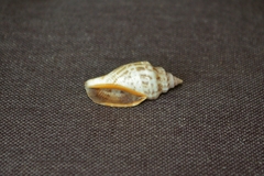Canarium labiatum