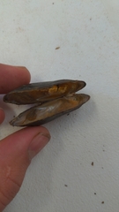 Alasmidonta varicosa