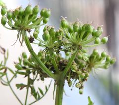Cnidium silaifolium