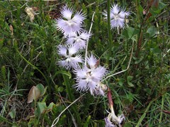 Dianthus sternbergii