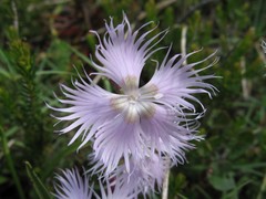 Dianthus sternbergii