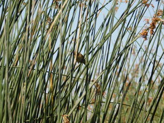 Spartonoica maluroides