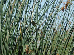 Spartonoica maluroides