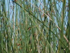 Spartonoica maluroides