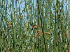 Spartonoica maluroides