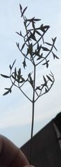 Cnidium silaifolium