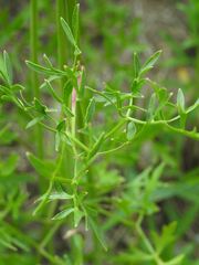 Cnidium silaifolium