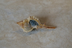 Image of Vokesimurex cabritii