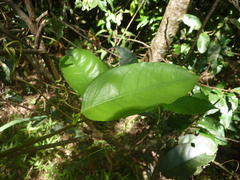 Passiflora venusta