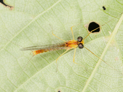 Ephemeroptera