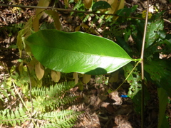 Passiflora venusta