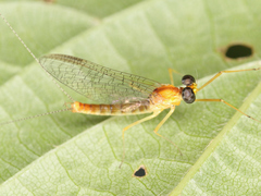 Ephemeroptera