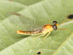 Ephemeroptera