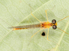 Ephemeroptera