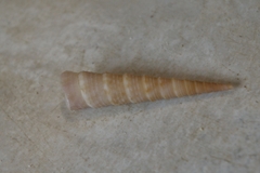 Turritella exoleta