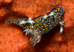 Trapania miltabrancha