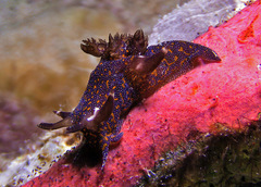 Trapania miltabrancha