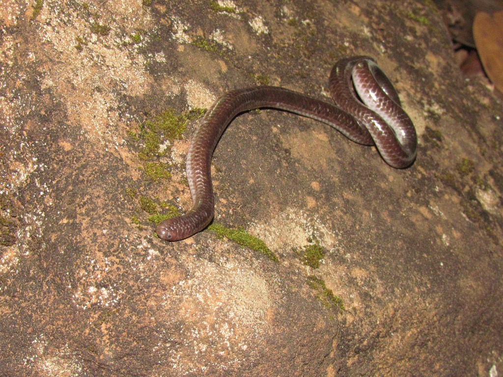 Amaral's Blind Snake