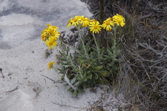 Senecio arniciflorus