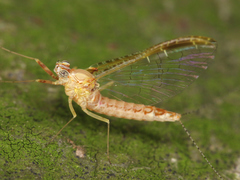Ephemeroptera