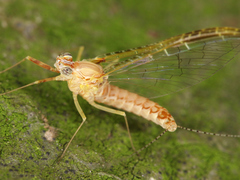 Ephemeroptera