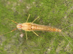 Ephemeroptera