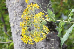 Senecio otites