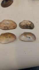 Alasmidonta varicosa