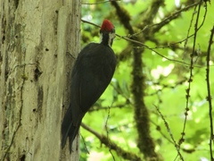 Dryocopus pileatus