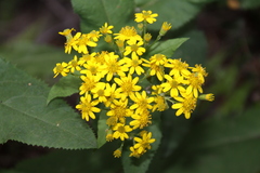 Senecio otites